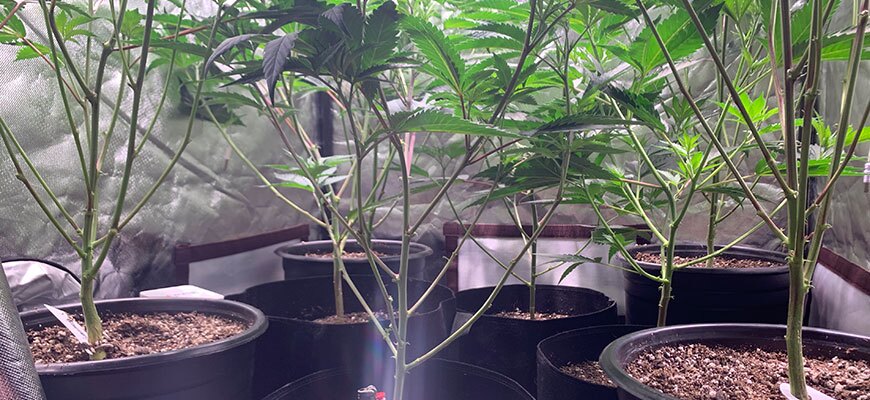 How Self-Evaporative Droplets Prevent Mold in Indoor Farms