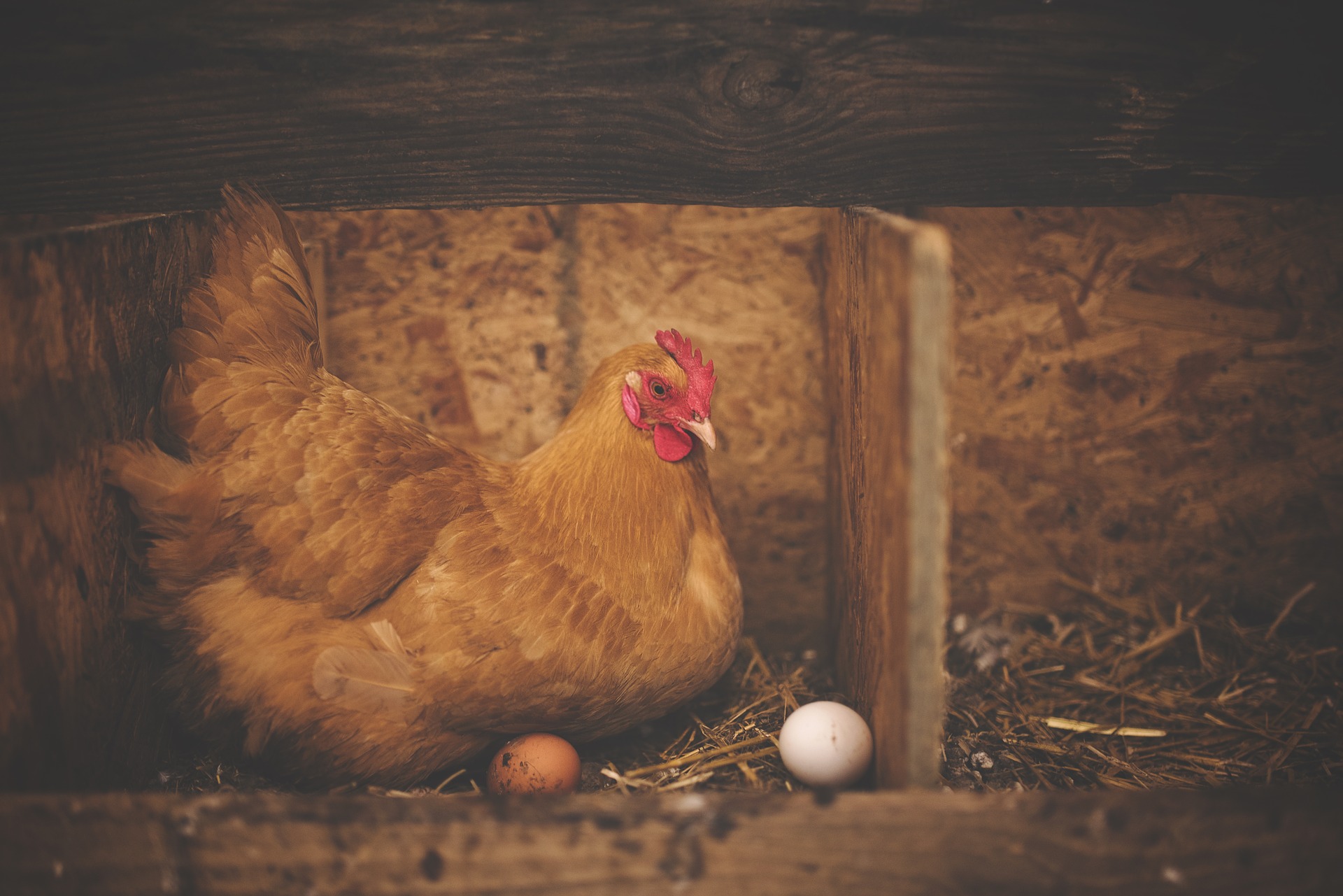 chicken - barn humidifier