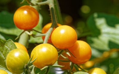 Humidity Control in Food Ripening and Controlled Atmosphere Storage Facilities