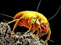 Dust Mites