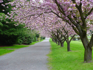 Spring Allergies Suppression