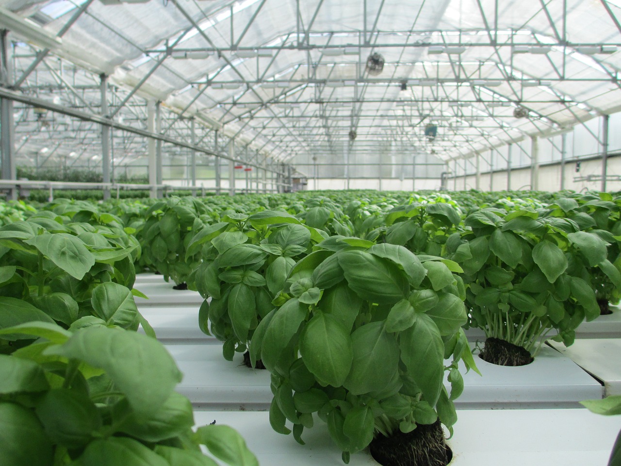 Smart Fog commercial greenhouse humidifier use micron droplet technology to eliminate toxins and provide precise levels of humidity.