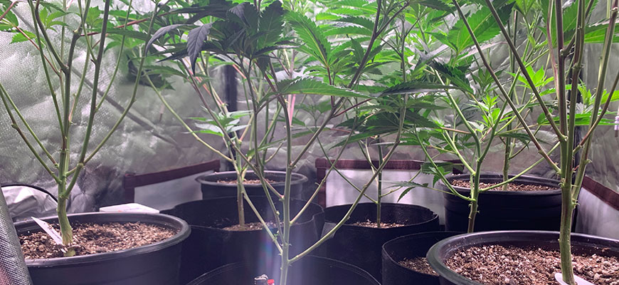 How Self-Evaporative Droplets Prevent Mold in Indoor Farms