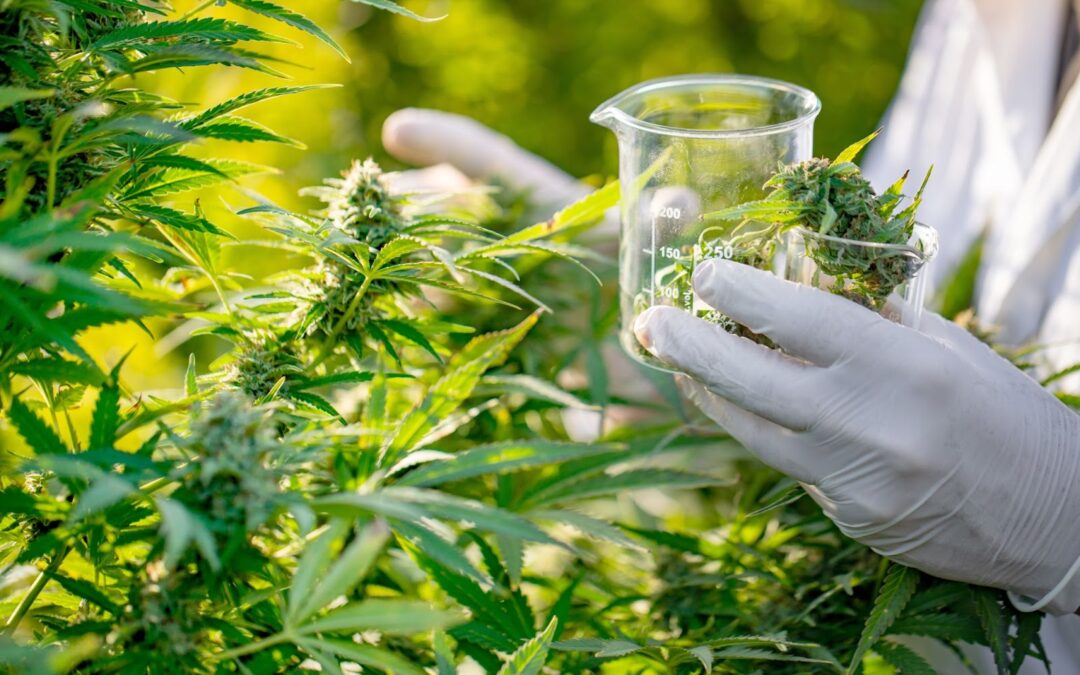 How To Increase Cannabis Yields and Quality With Humidity 