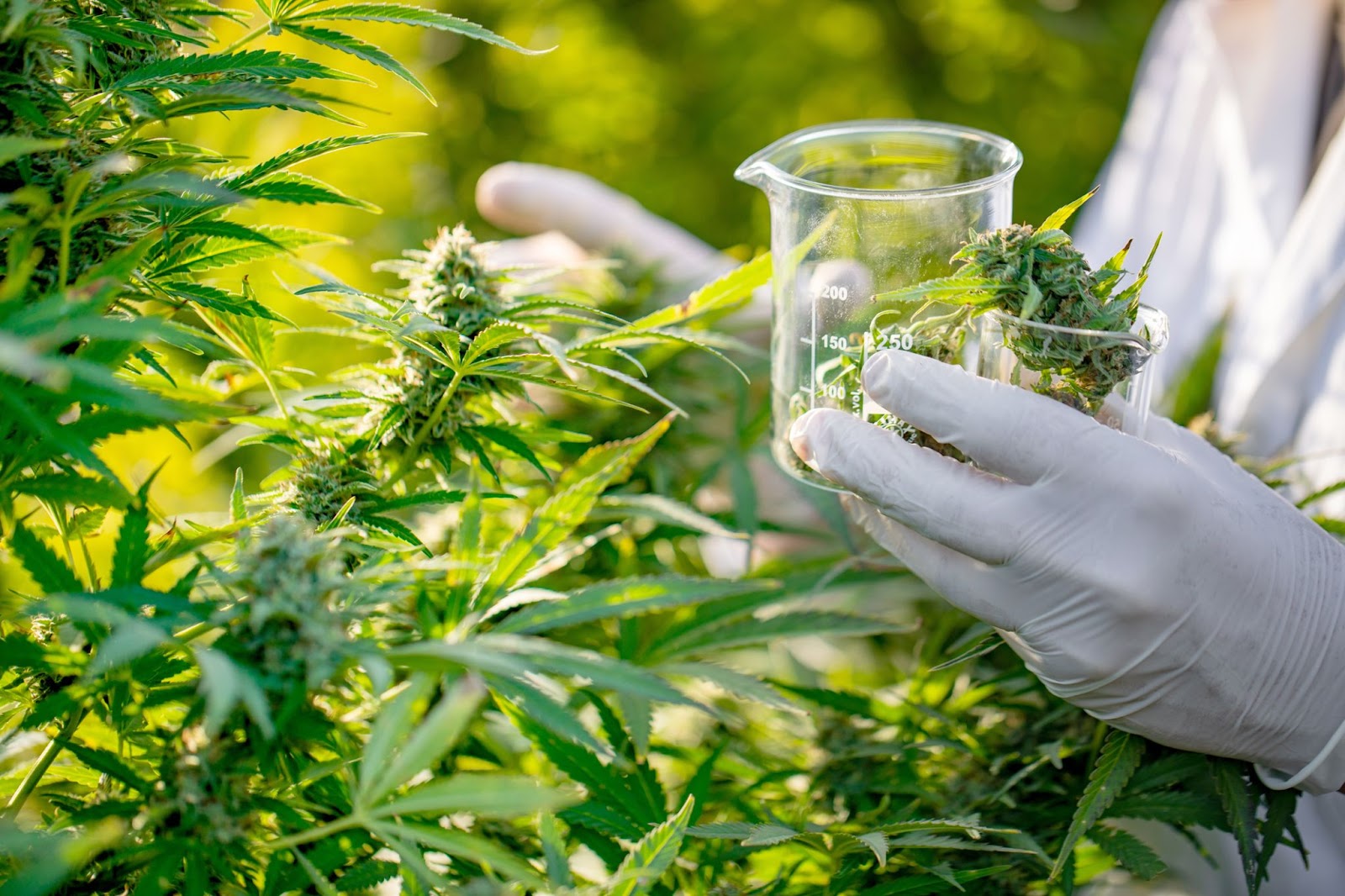 checking cannabis plants in a grow house