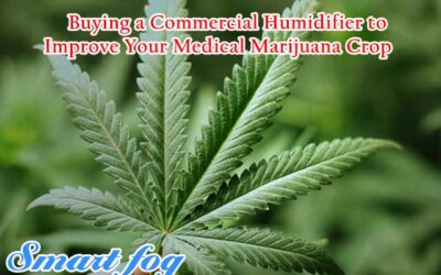Humidity Control for Cannabis Plants: What You Need to Know for Growth Success