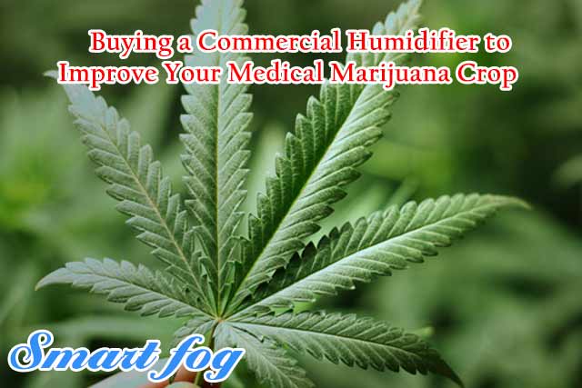 Humidity Control for Cannabis Plants: What You Need to Know for Growth Success