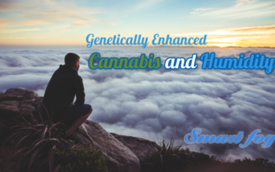 Genetically Enhanced Cannabis and Humidity