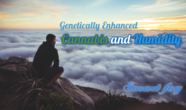 Genetically Enhanced Cannabis and Humidity