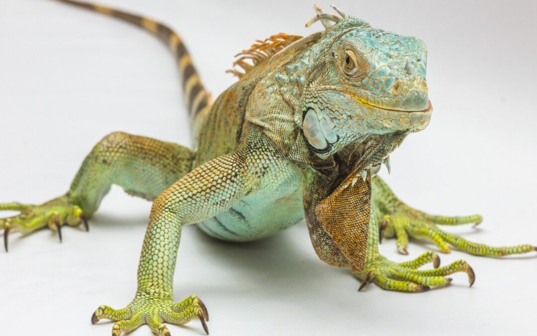 How to Care For An Iguana