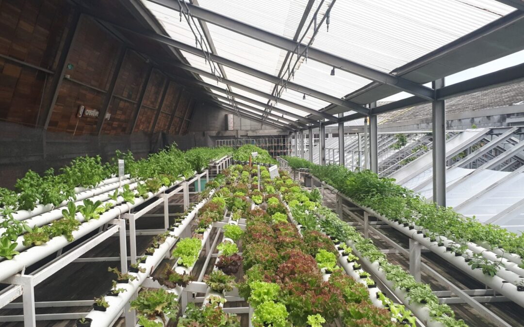 Benefits of Using a Greenhouse Humidifier System