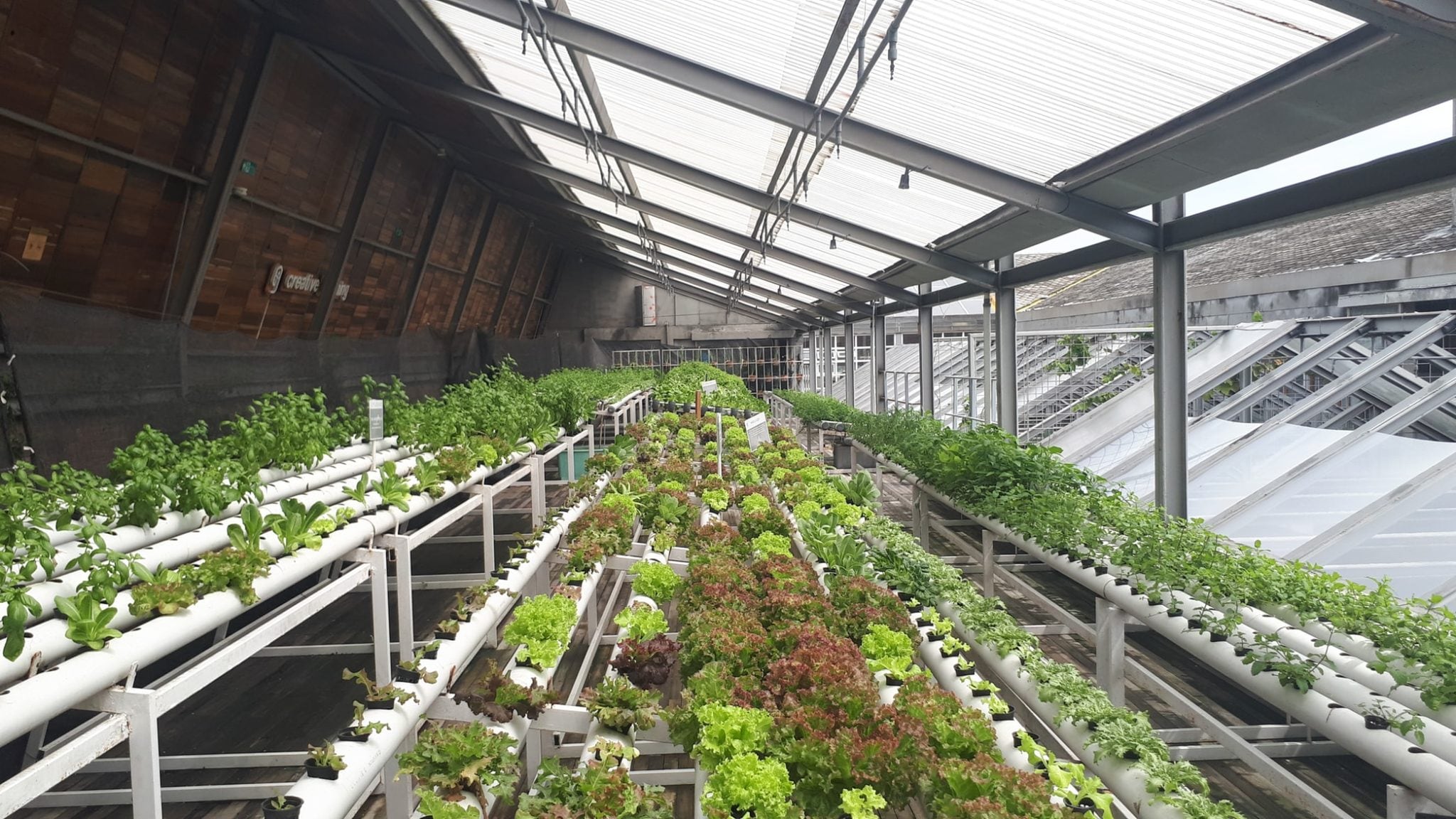 Hydroponic garden with vibrant greens.
