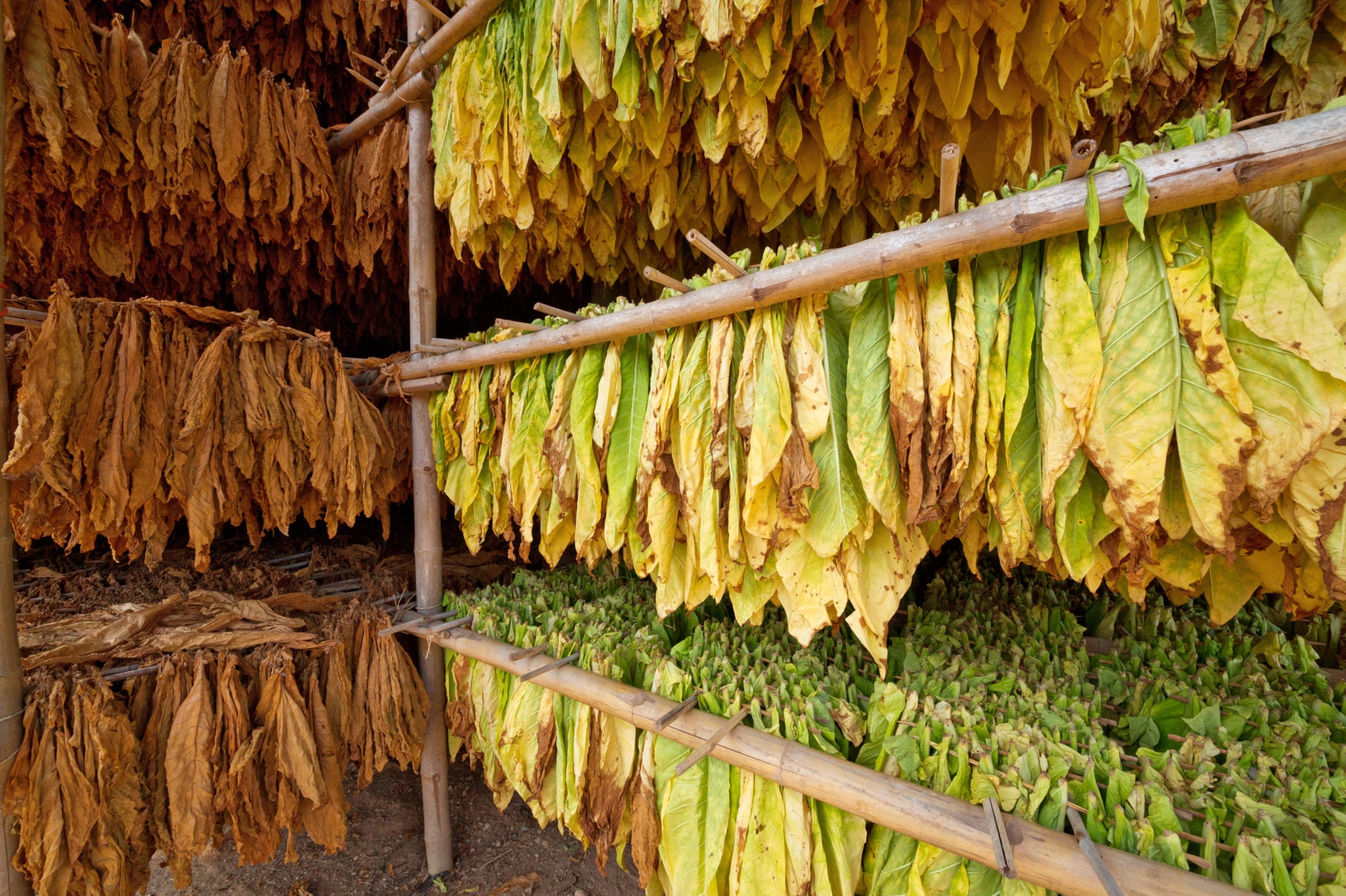 Tobacco Nurseries