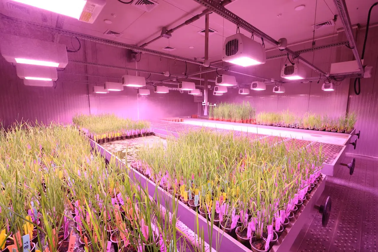 Indoor grow room with plants under LED lighting and controlled humidity system.