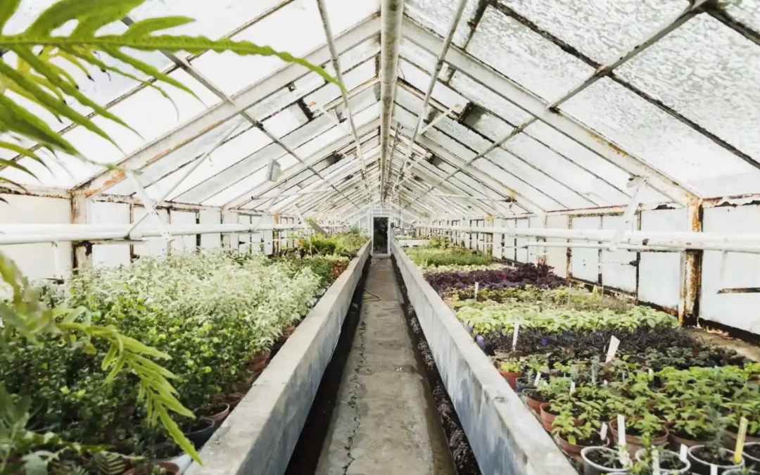 Greenhouse Humidifier: Choosing the Right System
