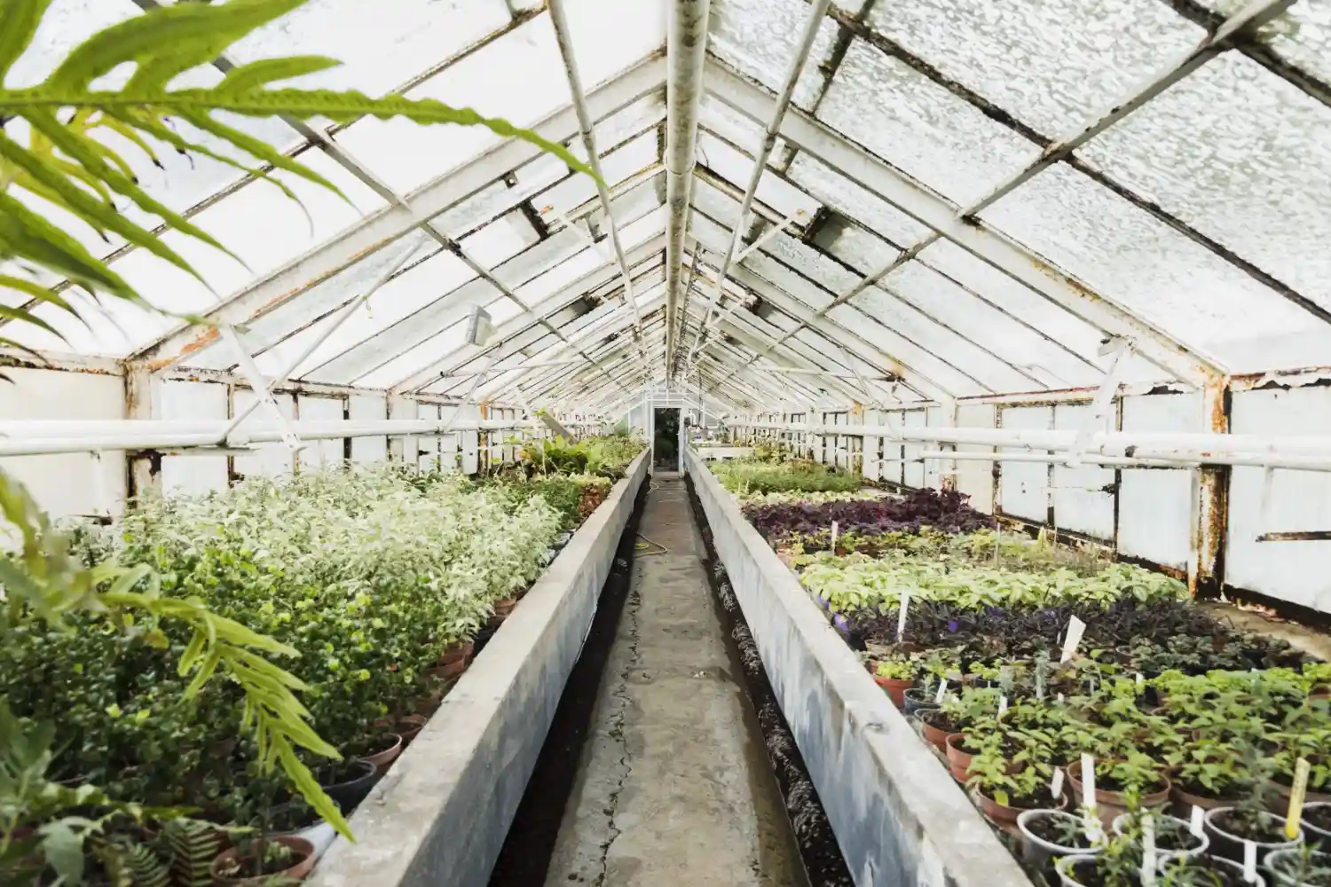 Commercial greenhouse with plants and controlled humidity environment for crop growth.