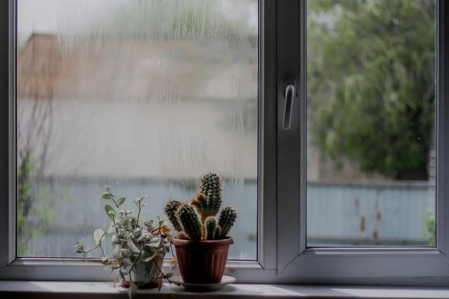 Condensation on window glass with indoor plants showing high indoor humidity and moisture buildup.