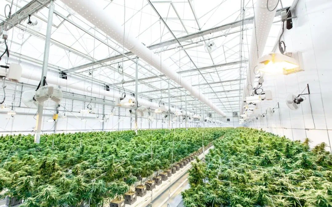 Best Humidifier for Grow Room: Commercial-Grade Options