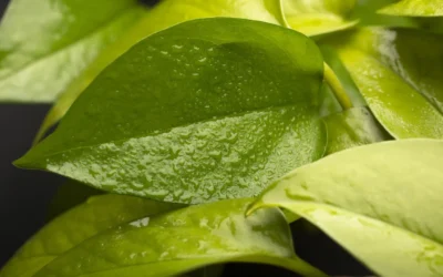 Humidity for Plants: What Growers Need to Know