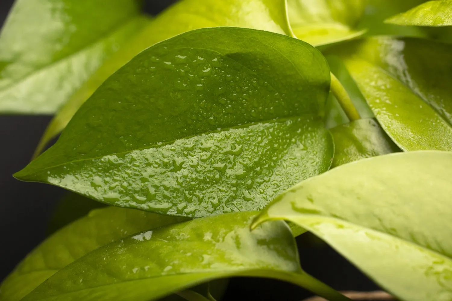 Insights Blog 7 Green plant leaves with water droplets showing high humidity conditions.