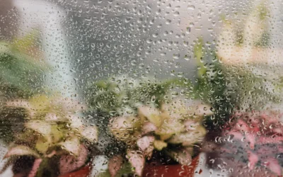 What Is Relative Humidity? A Practical Guide for Facilities and Growers 