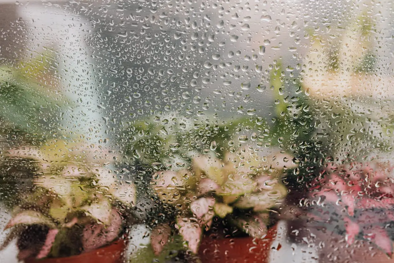 Insights Blog 3 Humidity and condensation on a window with blurred plants behind it
