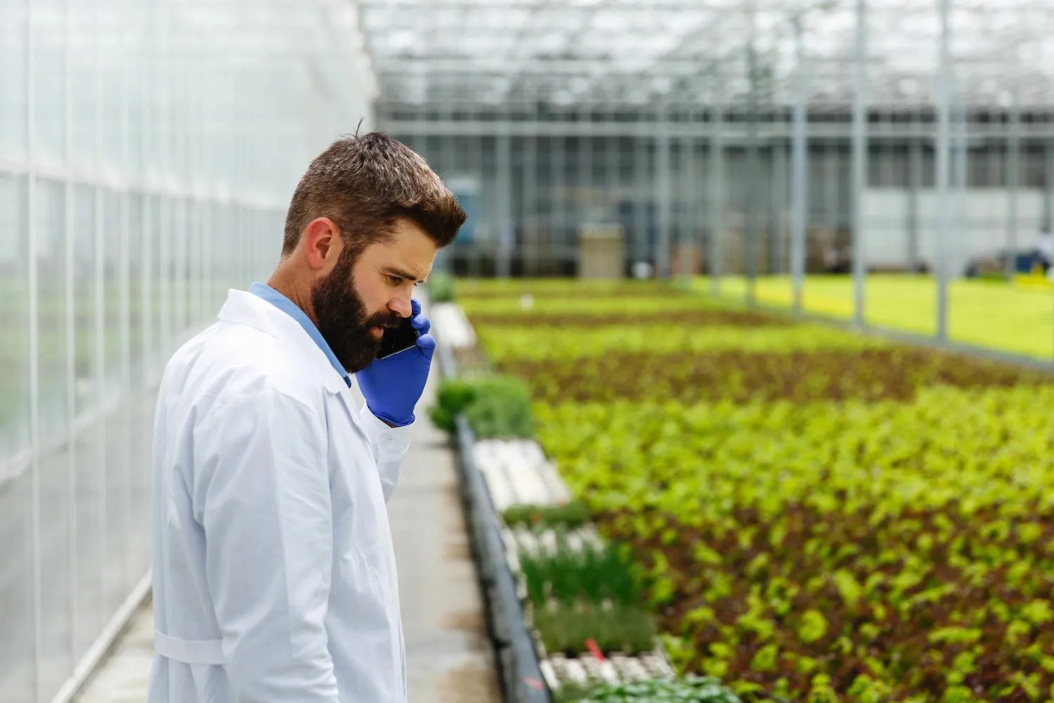 Commercial greenhouse worker monitoring crop conditions and humidity inside a large greenhouse with rows of leafy plants.
