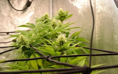 VPD Chart for Cannabis: Complete Guide to Vapor Pressure Deficit
