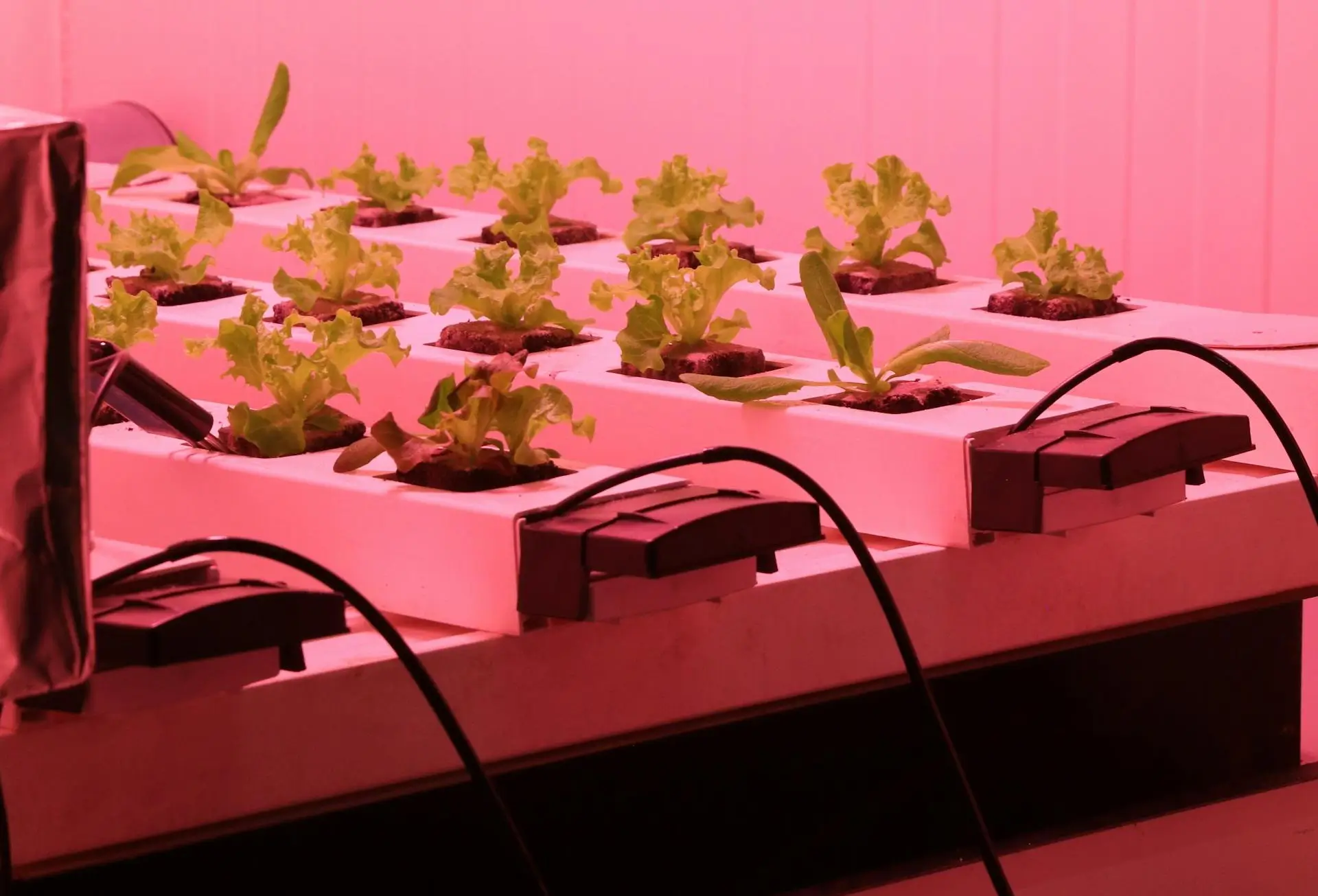 Insights Blog 4 Humidity chamber testing young plants under controlled temperature.