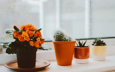 Best Humidity Level for Your Home in Winter