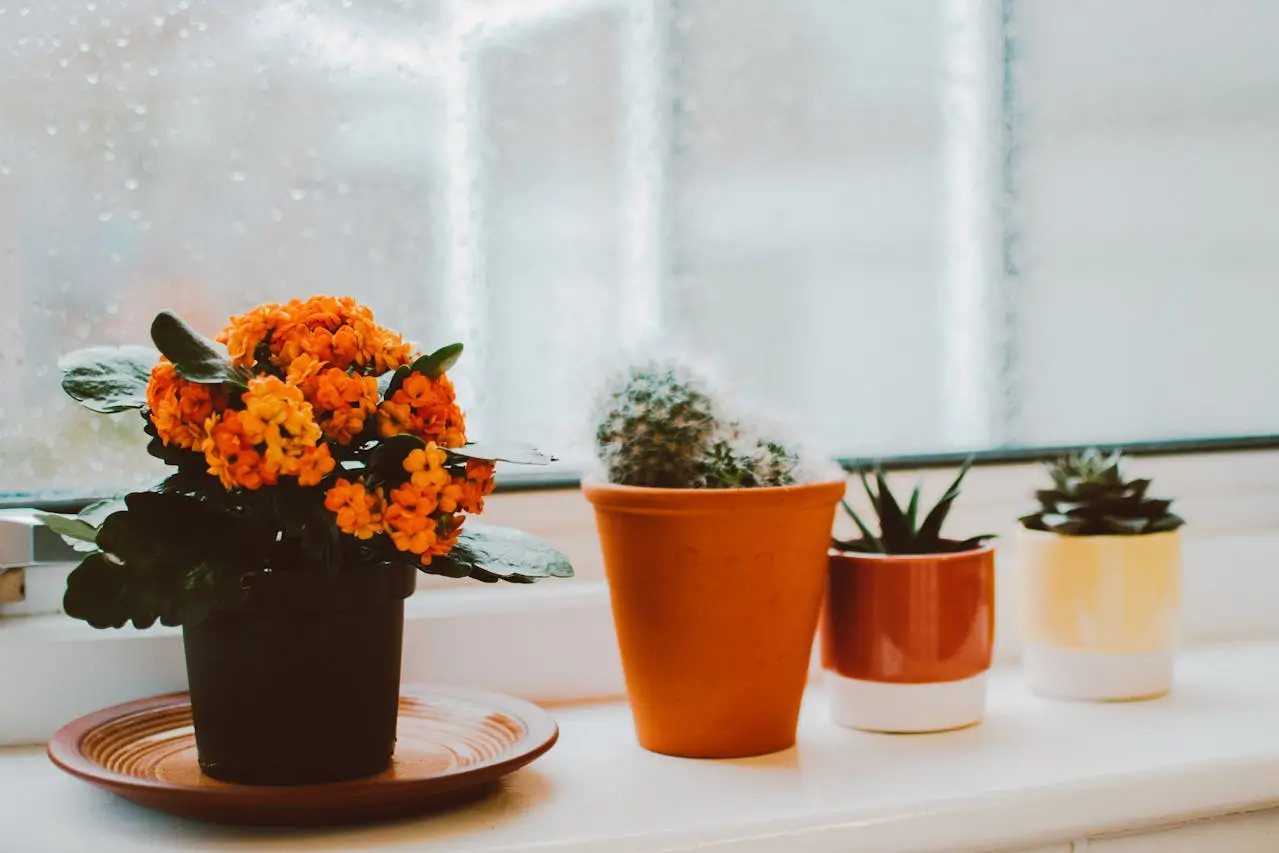 Insights Blog 7 Indoor plants on a windowsill with condensation from high humidity in winter