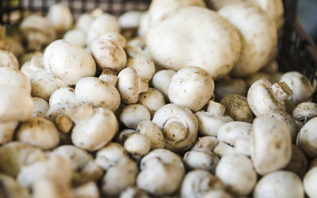 Mushroom Growing Humidity: Maintaining 85-95% RH Without Wetting