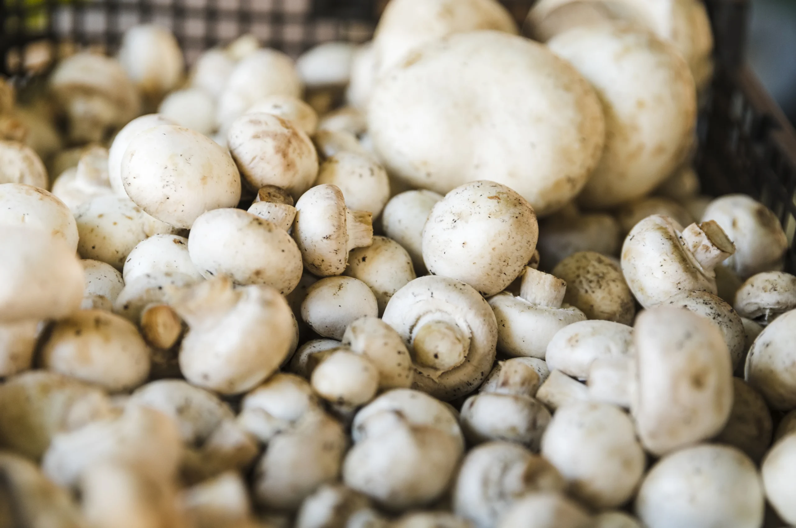 Close-up of fresh white button mushrooms in a commercial produce setting, representing humidity-sensitive mushroom cultivation and storage.