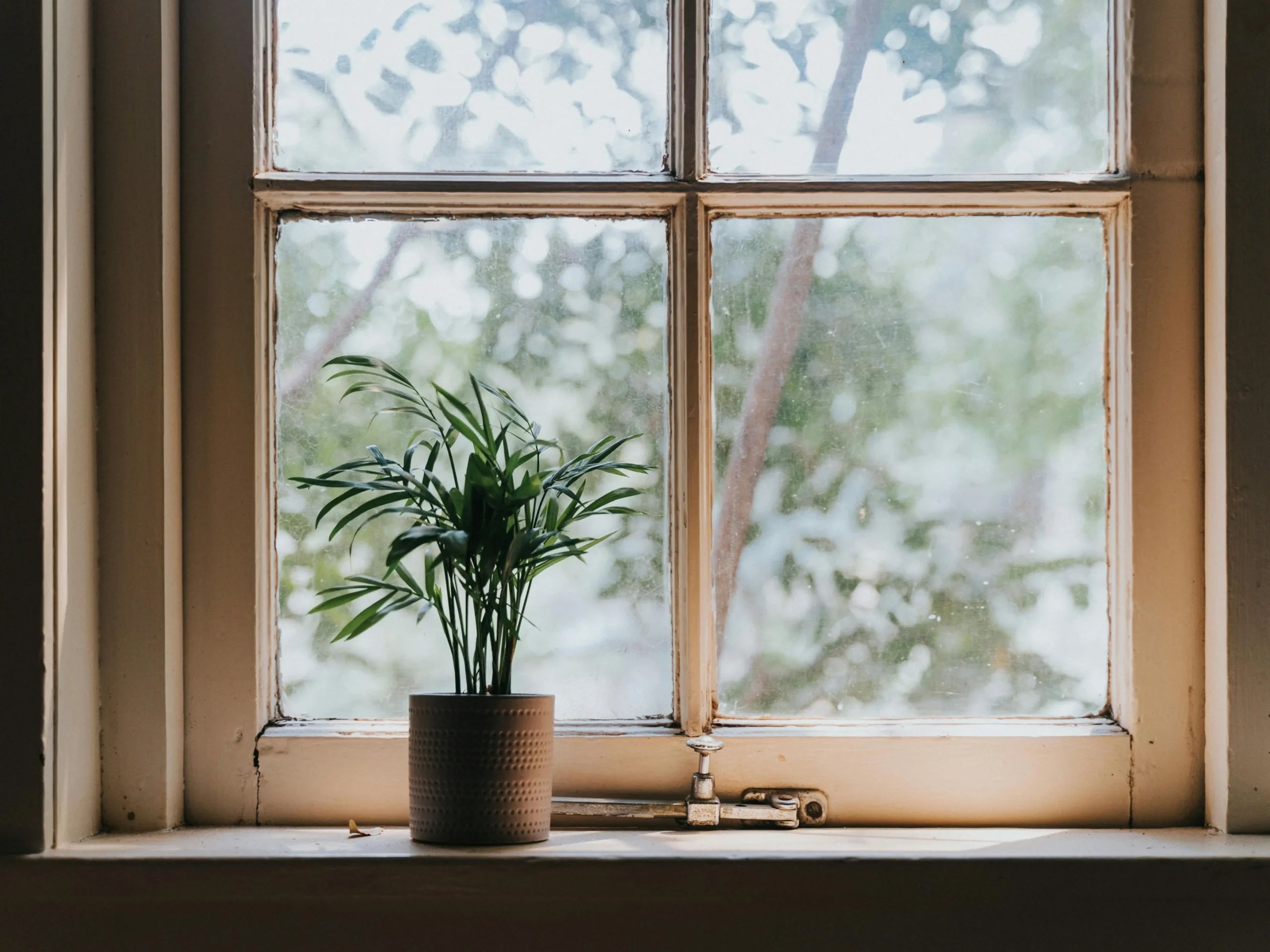 Potted indoor plant on a windowsill in a naturally lit room, representing home humidity, indoor air comfort, and moisture balance.
