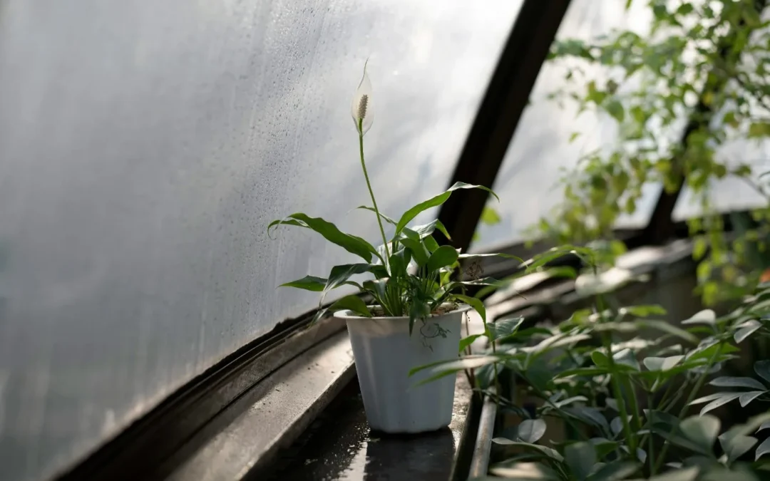 What Is Considered Low Humidity? Signs, Causes, and How to Fix It