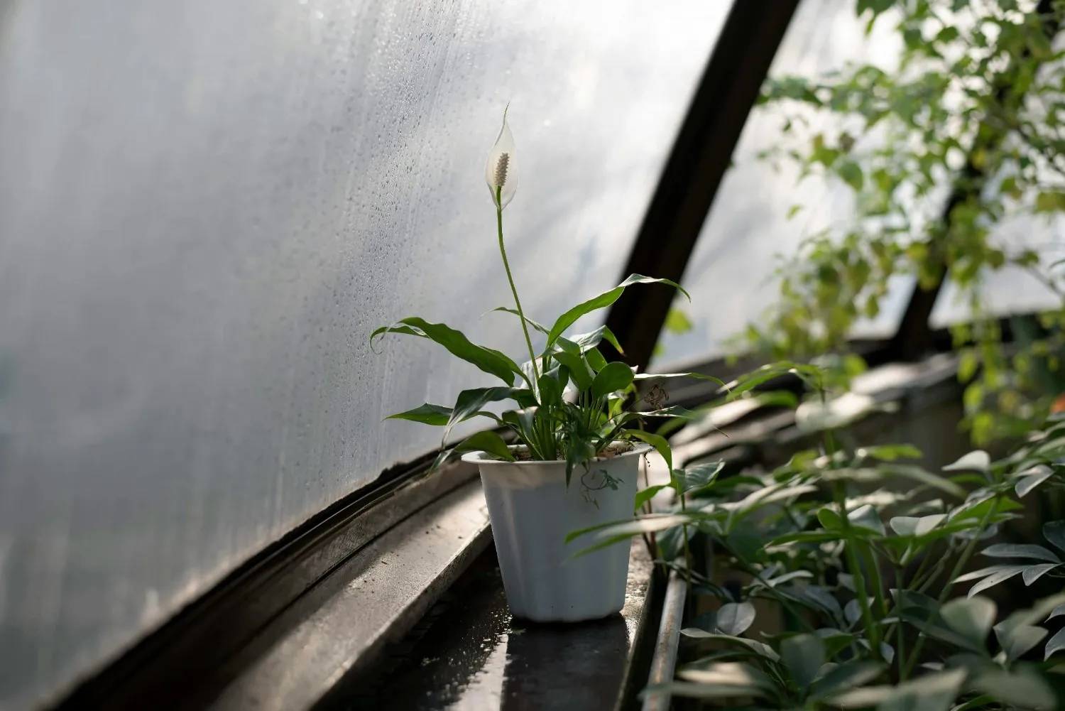 Insights Blog 1 Indoor plant beside a window showing home moisture balance and low humidity control.