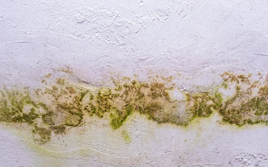 What Humidity Level Causes Mold and How to Stay Below the Threshold
