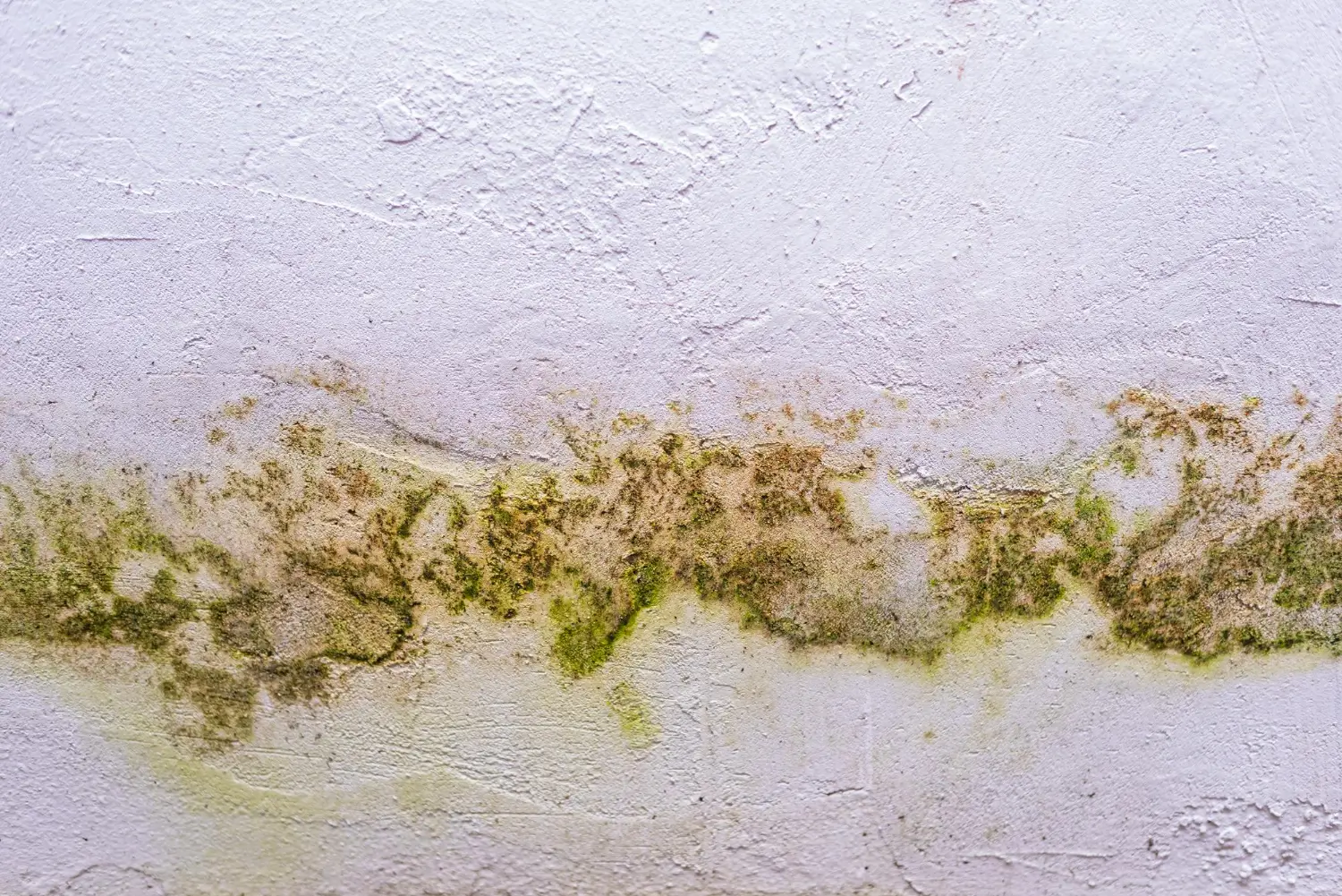 Close-up of green and black mold growth on a concrete wall surface, showing visible colonization caused by excess moisture and high relative humidity.