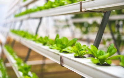 Vertical Farm Humidity Control: Maintaining Optimal RH Across Growing Stacks