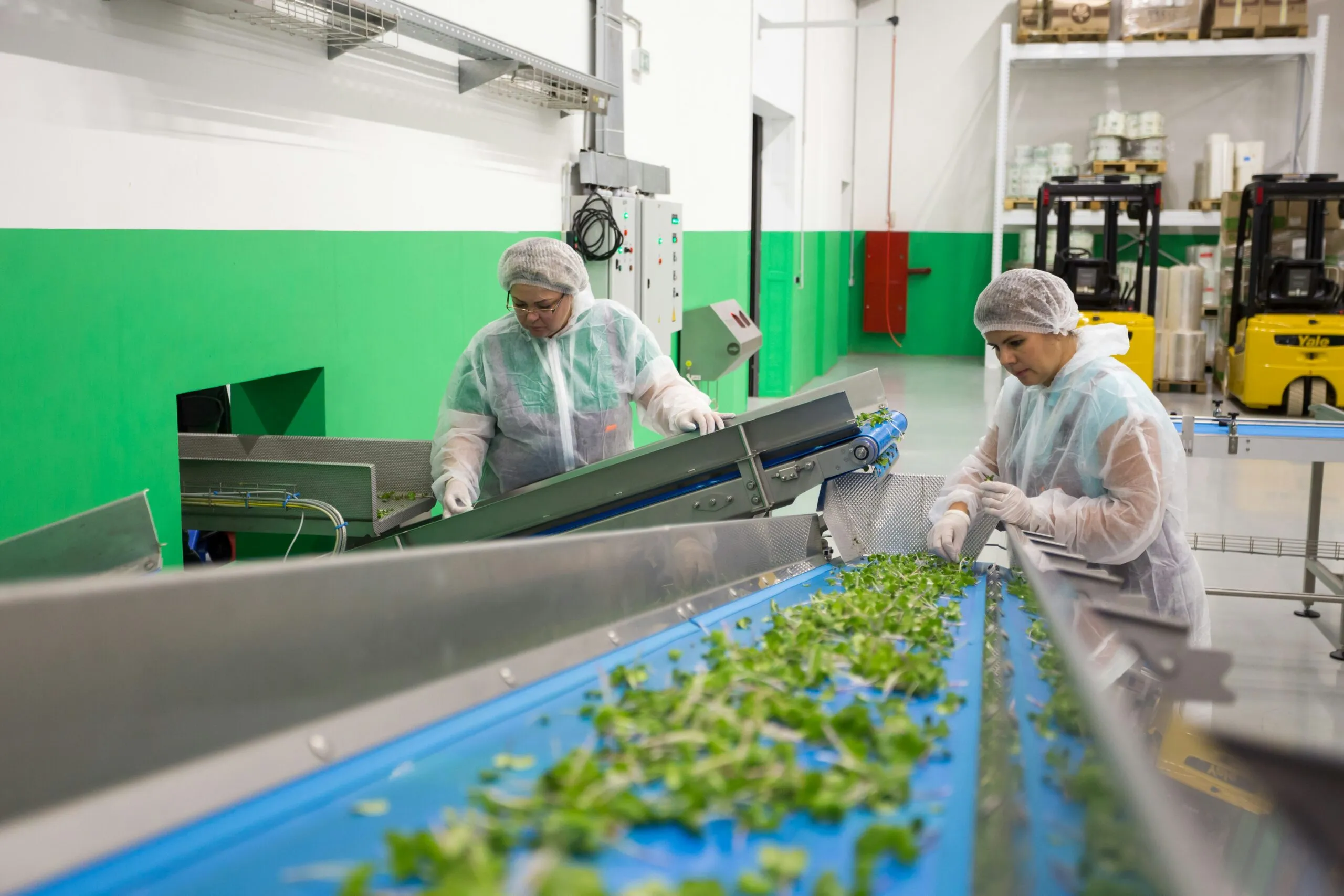 Two food processing workers in disposable coveralls, hairnets, and gloves sort fresh microgreens on conveyor belts in a produce processing facility, with packaging film rolls and forklifts in the background.